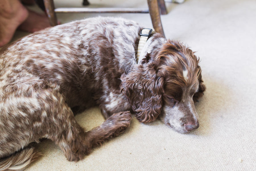 springer spaniel lay on the floor during bridal prep on a wedding day FINE ART WEDDING PHOTOGRAPHY cotswolds gloucester gloucestershire bristol cirencester swindon southrop - image by hayley morris photography 