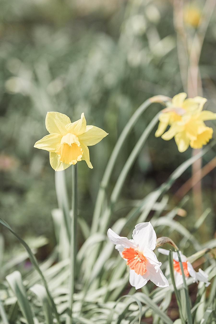 Daffodils at Clearwell Castle monmouthshire gloucestershire by hayley morris photography
