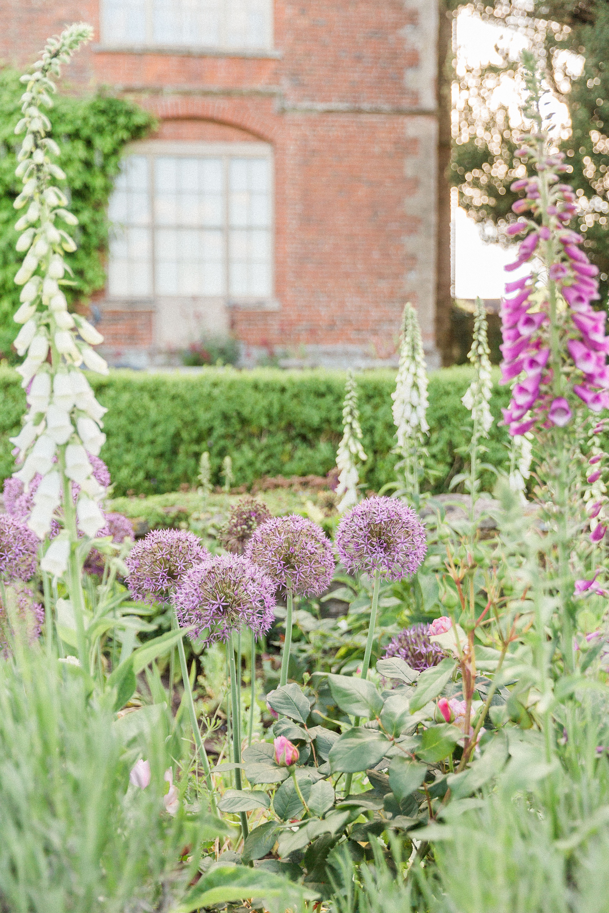 photos of alliums and other flowers in a border at Hellen's Manor in herefordshire with the manor house behind the floral border