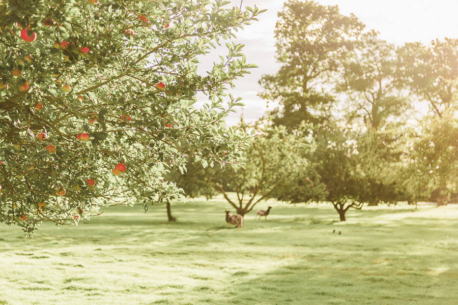 Hayley Morris Photography Stanbrook Abbey Malvern Worcester Fine Art Wedding Photographer orchard