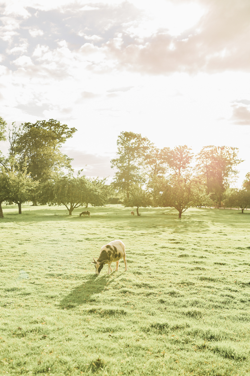 Hayley Morris Photography Stanbrook Abbey Malvern Worcester Fine Art Wedding Photographer orchard